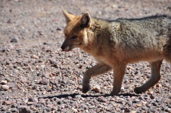 Um 'zorro', ou raposa, vem nos observar no caminho entre as lagunas altiplânicas e o Salar de Uyuni, na Bolívia